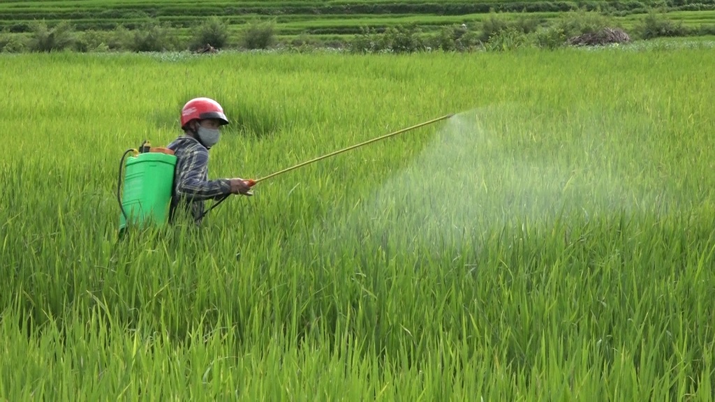 quy trình phòng ngừa bệnh bạc lá vi khuẩn
