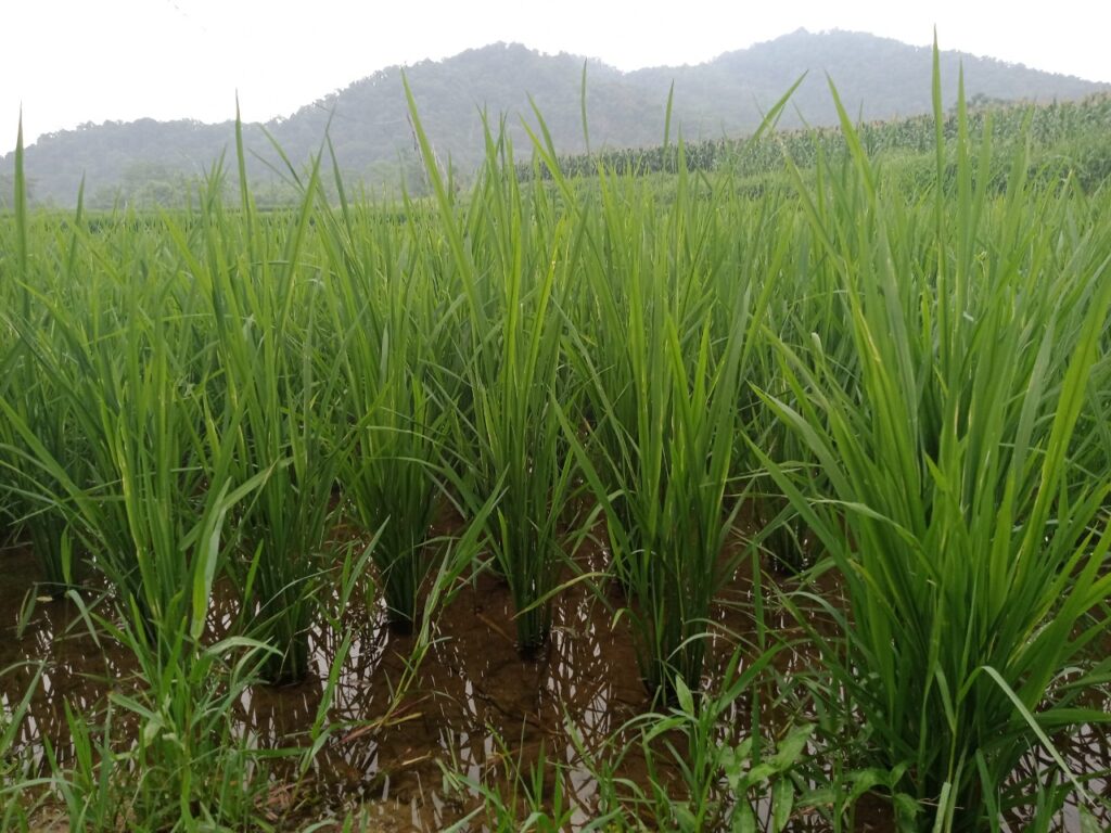 lịch phun thuốc phòng bệnh bạc lá