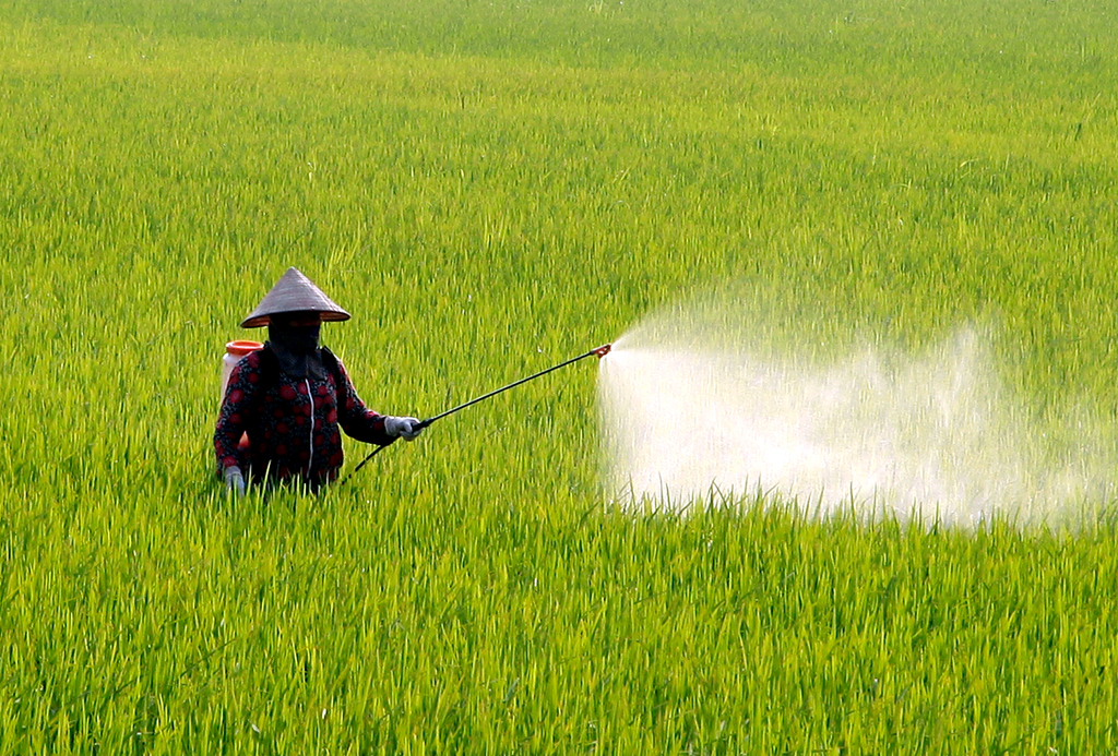 lịch phun thuốc phòng bệnh bạc lá