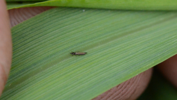 Bộ đôi sạch sâu sạch trĩ