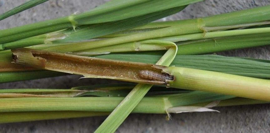 Pandan Japan Ledan 95SP