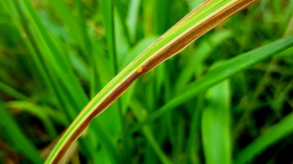 Bệnh bạc lá vi khuẩn