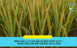 Bệnh bạc lá vi khuẩn