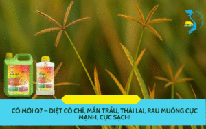 Cỏ Mới Q7