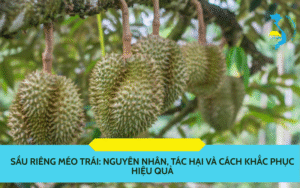 Sầu riêng méo trái