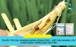 Pandan Japan Ledan 95SP