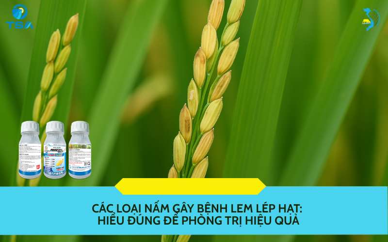 Các loại nấm gây bệnh lem lép hạt