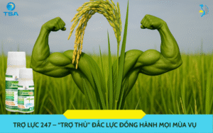 Trợ lực 247