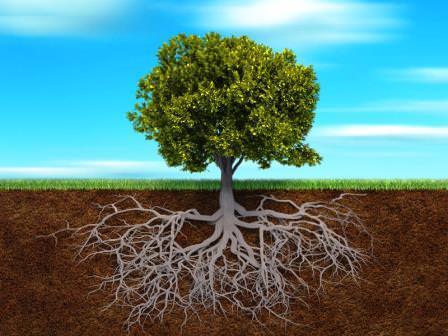 Phân Hữu Cơ NAUCplus CORNCATS