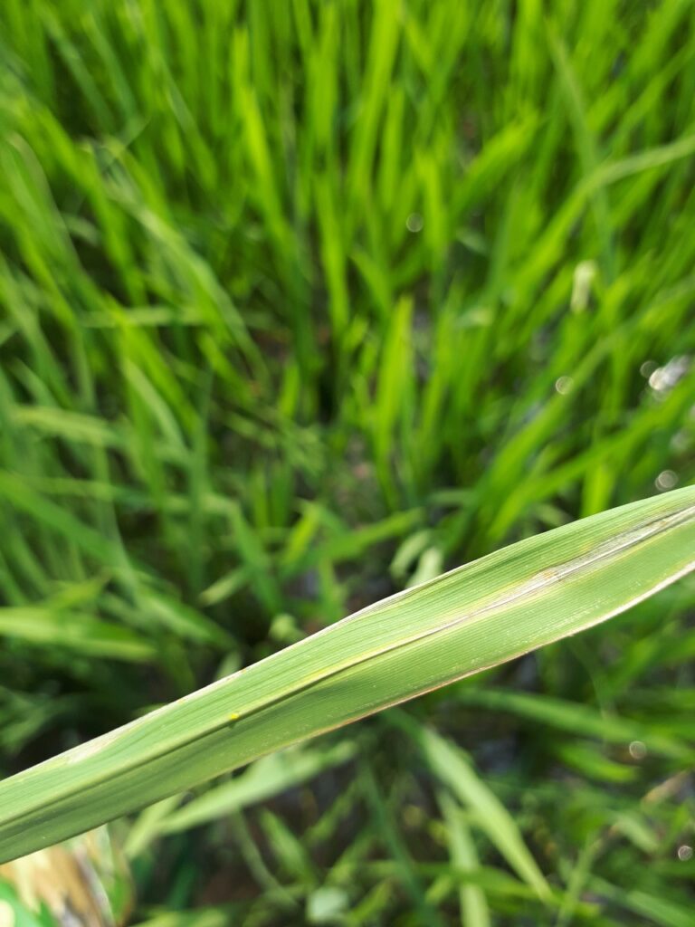 NINA NHẬT – PYRAMOS 40SL