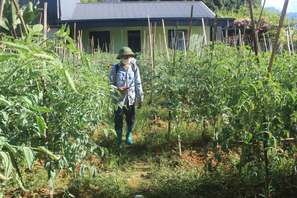 Hướng Dẫn Phun KINGCOZEB 80WP