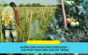 Hướng Dẫn Phun KINGCOZEB 80WP