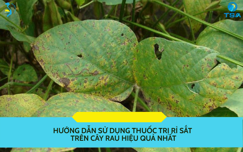 rỉ sắt trên cây rau
