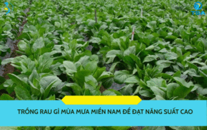 trồng rau gì mùa mưa miền Nam