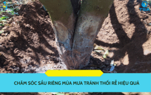 Chăm Sóc Sầu Riêng Mùa Mưa
