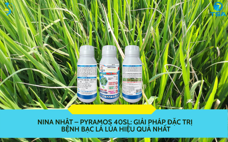 NINA NHẬT – PYRAMOS 40SL
