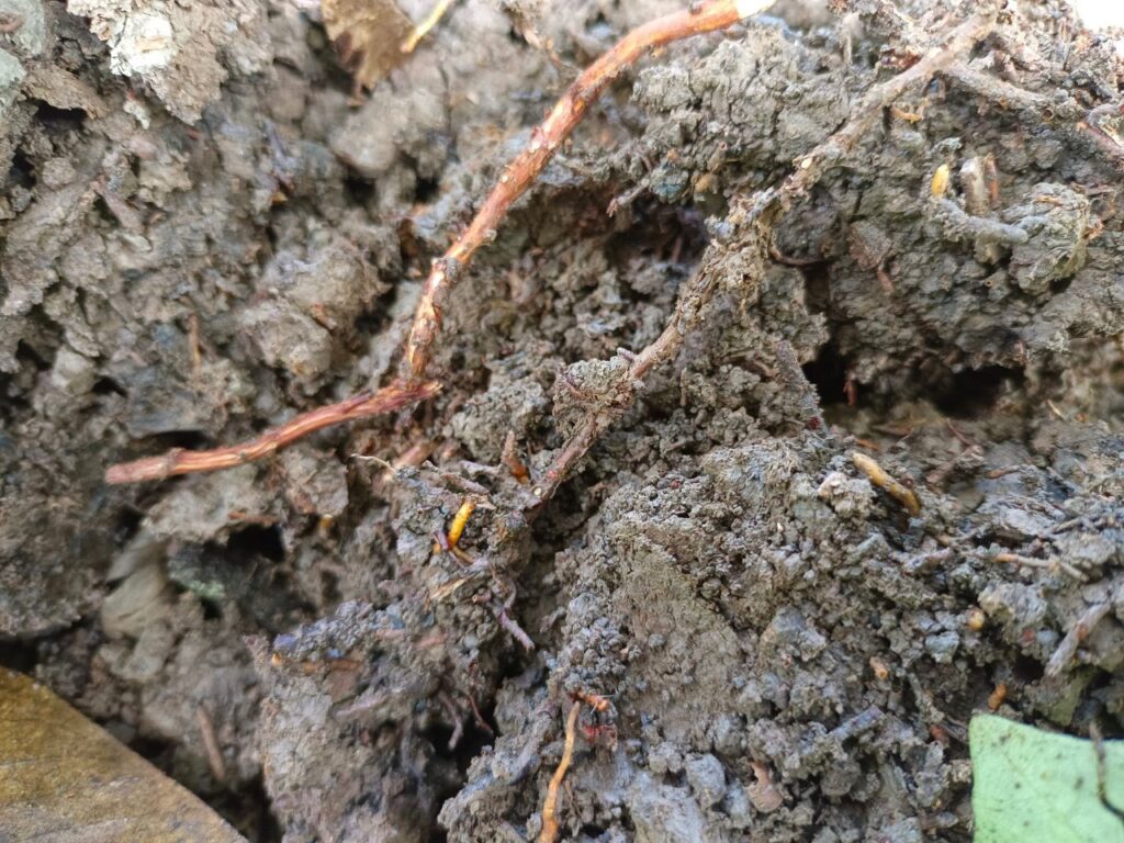 Chăm Sóc Sầu Riêng Mùa Mưa 