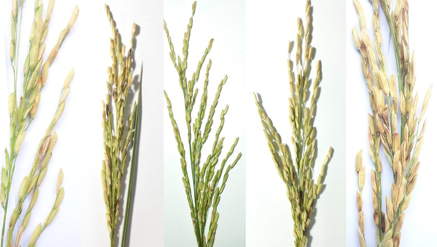 KING-CIDE JAPAN 460SC