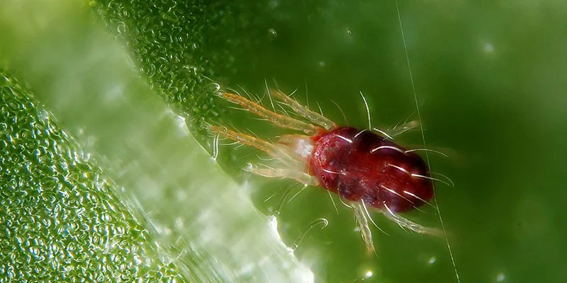 Bộ đôi Quạt Ba Tiêu Hóa Nông