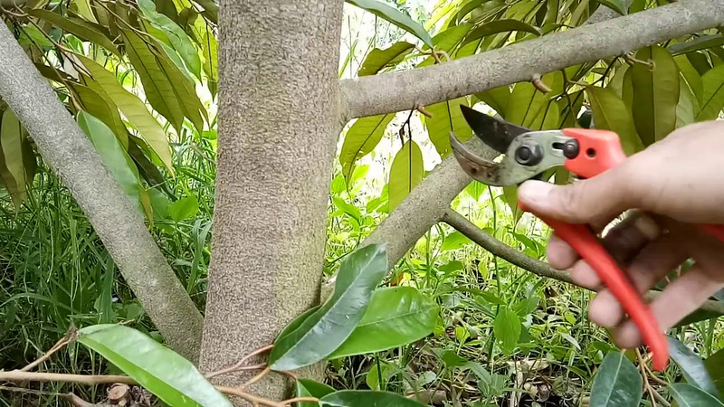 Chăm Sóc Sầu Riêng Mùa Mưa 