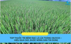 thuốc trị bệnh bạc lá