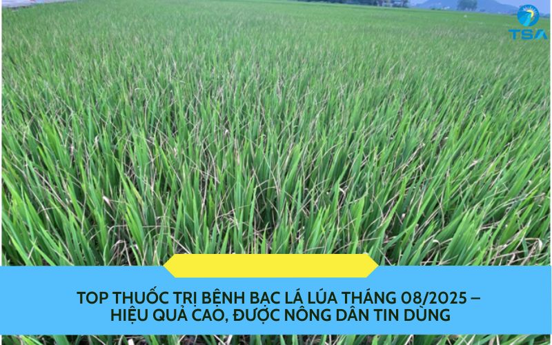 thuốc trị bệnh bạc lá