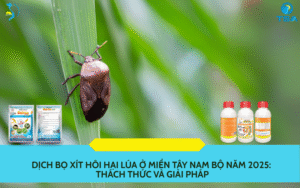 Dịch Bọ Xít Hôi