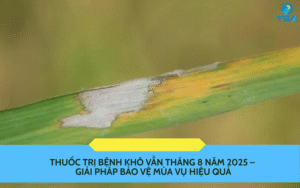 Thuốc trị bệnh khô vằn