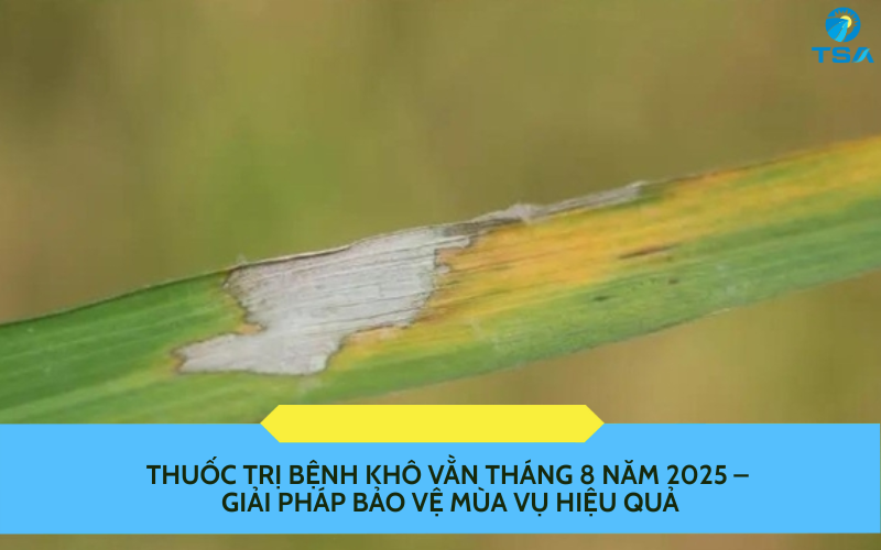 Thuốc trị bệnh khô vằn