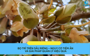 Bọ trĩ trên sầu riêng