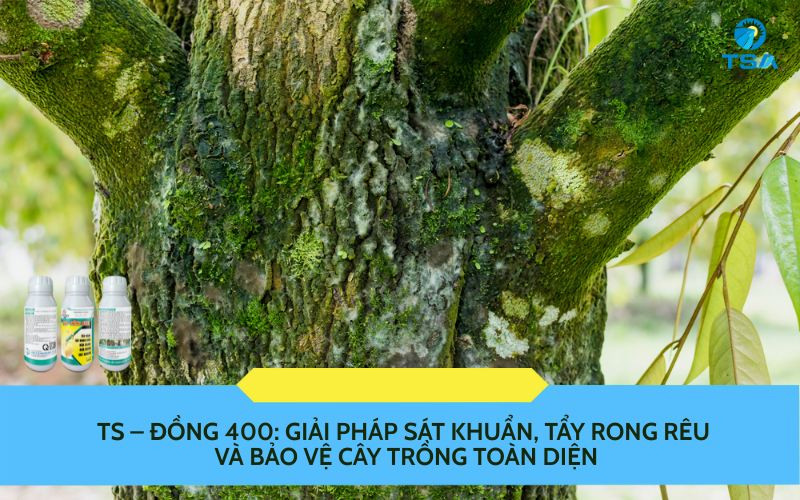 TS – ĐỒNG 400