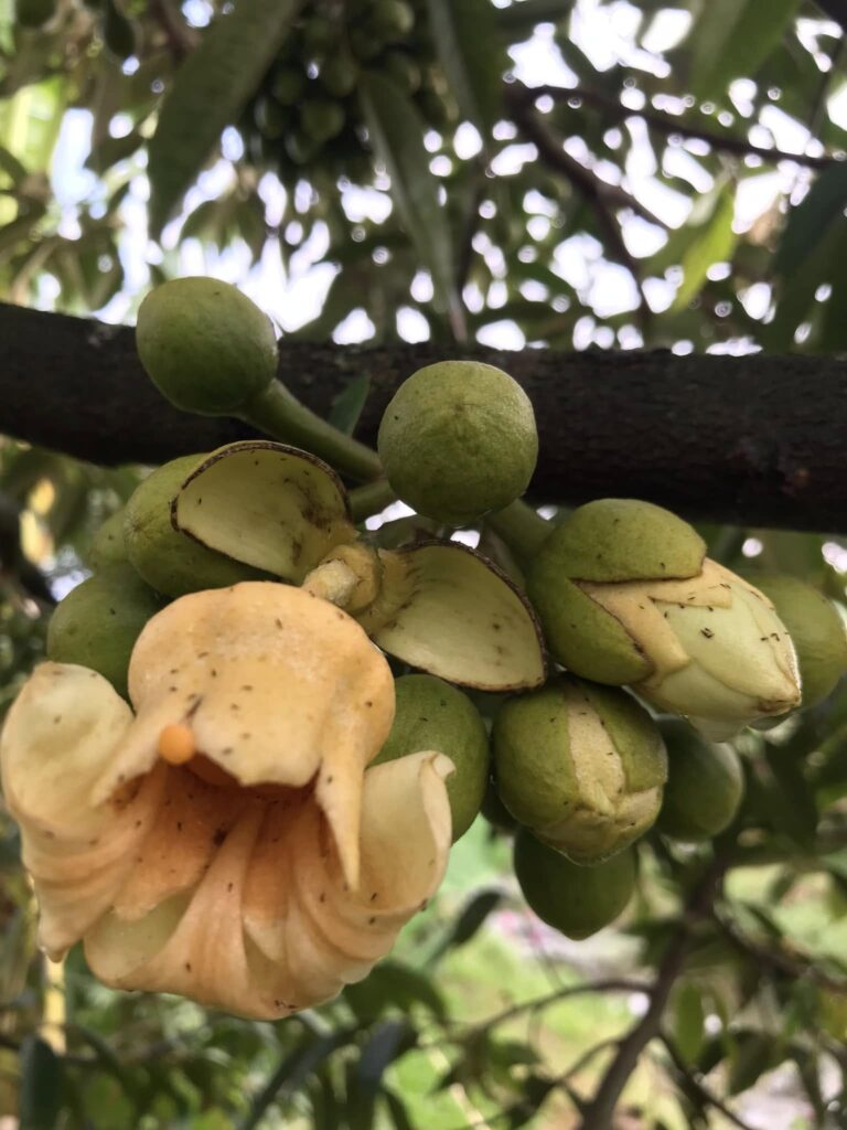 Bọ trĩ trên sầu riêng