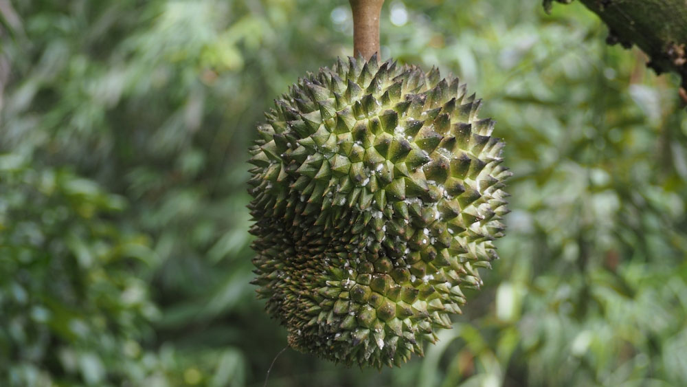 Bọ trĩ sầu riêng