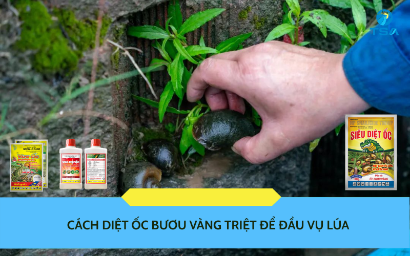 diệt ốc bươu vàng