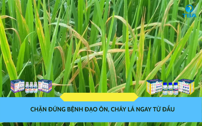 Chặn đứng bệnh đạo ôn