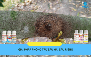 Giải pháp phòng trừ sâu hại sầu riêng