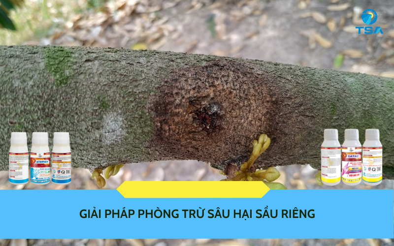 Giải pháp phòng trừ sâu hại sầu riêng