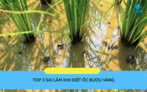 diệt ốc bươu vàng