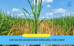 lúa đẻ nhánh