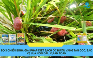 Ốc Bươu Vàng