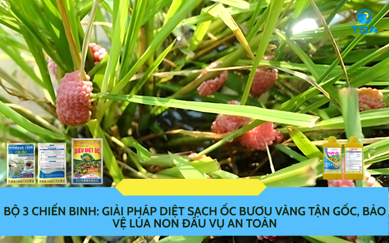 Ốc Bươu Vàng