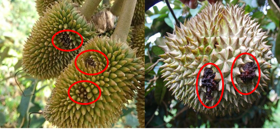 Giải pháp phòng trừ sâu hại sầu riêng