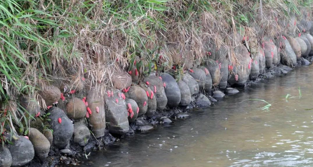 diệt ốc bươu vàng