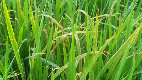 Chặn đứng bệnh đạo ôn