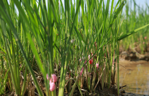 diệt ốc bươu vàng