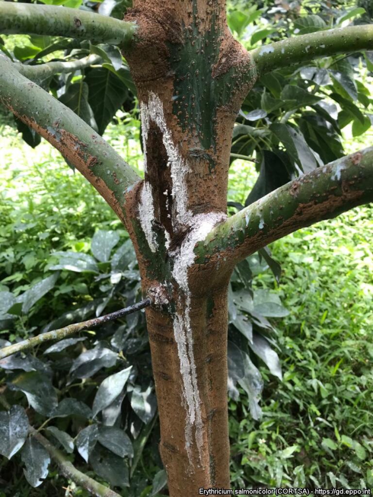 bệnh nấm hồng cao su