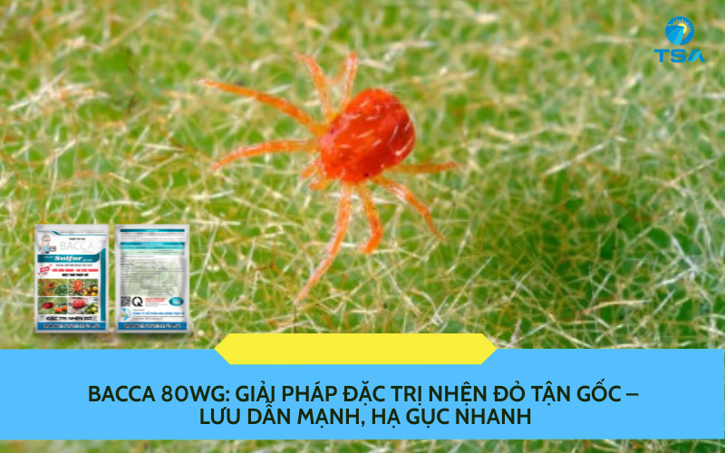 BACCA 80WG
