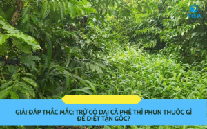Cỏ Dại Cà Phê Thì Phun Thuốc Gì