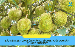 Sầu Riêng Lên Cơm Bón Phân Gì