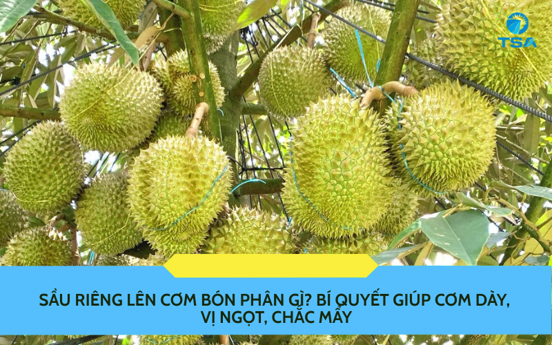 Sầu Riêng Lên Cơm Bón Phân Gì